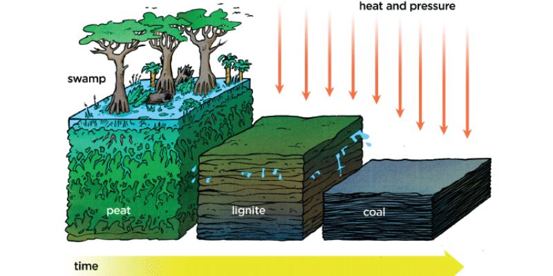 NCERT Solutions For Class 8 Science Chapter 3 Coal and Petroleum Question Answer Quiz