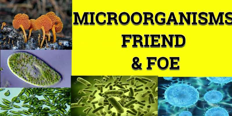 NCERT Solution for Microorganisms Friend and Foe Class 8th Chapter -2